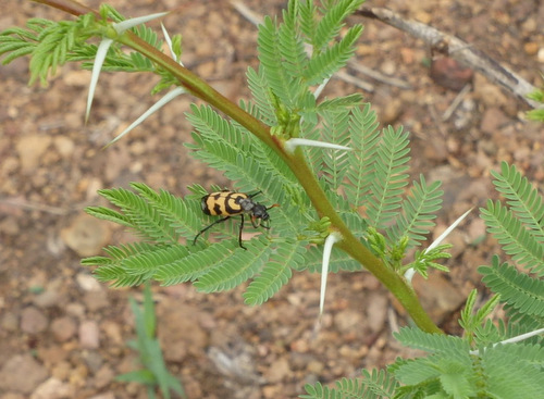 Mozambique Fauna.